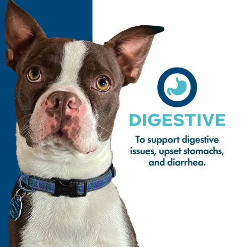 Fromm Nutritionals Digestive Supplement Pate Wet Dog Food 13oz - Poudre Pet & Feed Supply 2
